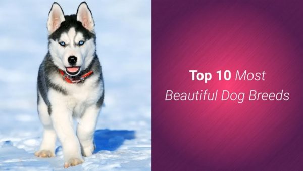 list of top 10 most beautiful dog breeds in the world 🐶