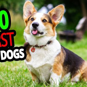 🐕 top 10 worst guard dogs in the world!