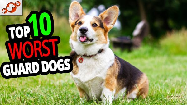 🐕 top 10 worst guard dogs in the world!