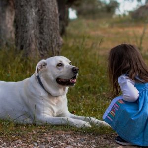 🐕 which dog is safe to pet? top 10 signs a dog is calm, relaxed & safe for petting!