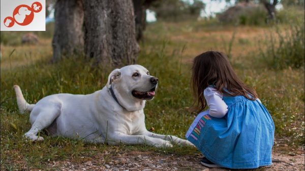 🐕 which dog is safe to pet? top 10 signs a dog is calm, relaxed & safe for petting!