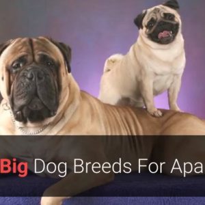 🐕 list of the top 10 best large dog breeds for apartment living!