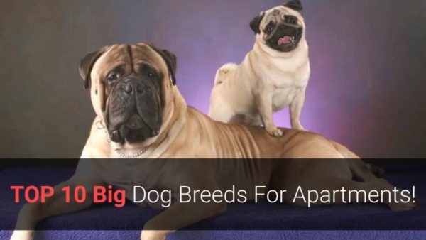 🐕 list of the top 10 best large dog breeds for apartment living!