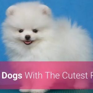 🐕 list of top 10 dog breeds with the cutest puppies in the world!