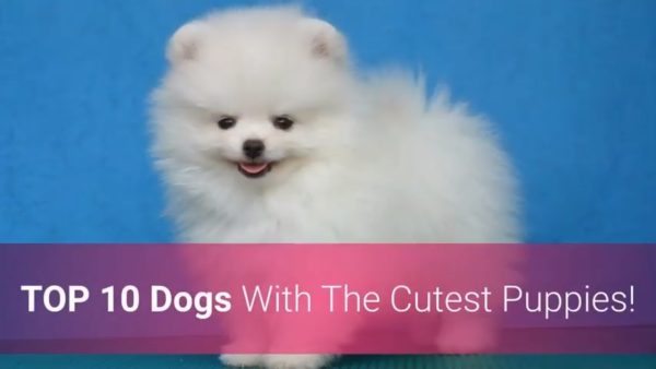 🐕 list of top 10 dog breeds with the cutest puppies in the world!