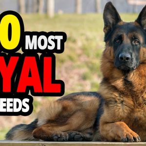 🐕 most loyal dogs – top 20 most loyal dog breeds in the world!