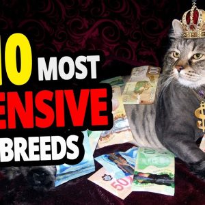 🐈 the most expensive cats top 10 most expensive cat breeds in the world!