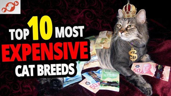 🐈 the most expensive cats top 10 most expensive cat breeds in the world!