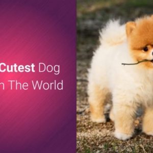 list of top 10 most cutest dog breeds in the world 2019 🐕