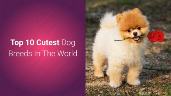 list of top 10 most cutest dog breeds in the world 2019 🐕