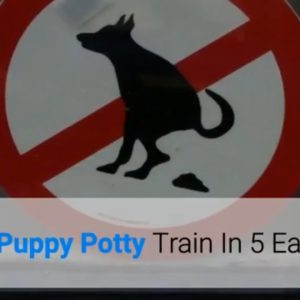 how to puppy potty train in 5 easy steps