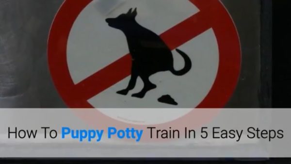 how to puppy potty train in 5 easy steps