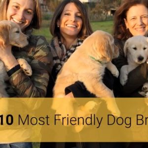 friendly dogs – top 10 most friendly dog breeds in the world 2019! 🐕