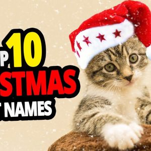 🐈 christmas cat name ideas top 10 christmas cat names!