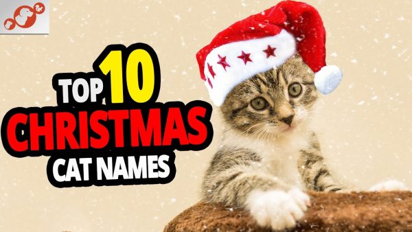 🐈 christmas cat name ideas top 10 christmas cat names!