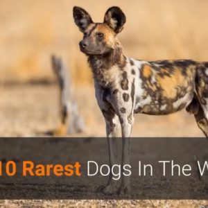 🐕 rarest dogs ever – top 10 rarest dogs in the world!