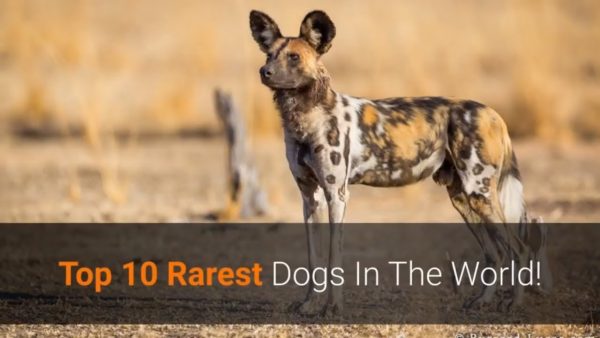 🐕 rarest dogs ever – top 10 rarest dogs in the world!