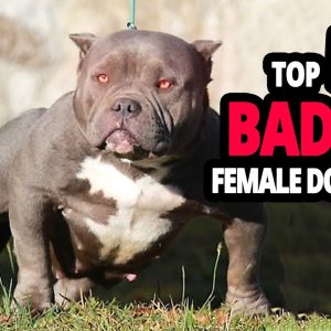 🐕 top 50 badass dog names for female!