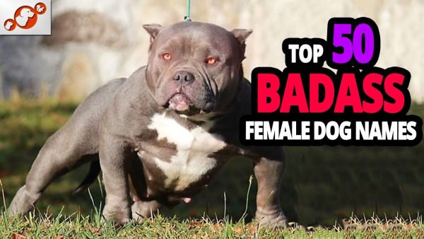 🐕 top 50 badass dog names for female!