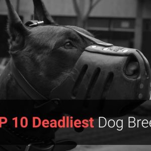 🐕 deadly dogs top 10 deadliest dog breeds in the world!