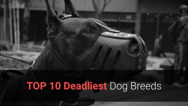 🐕 deadly dogs top 10 deadliest dog breeds in the world!