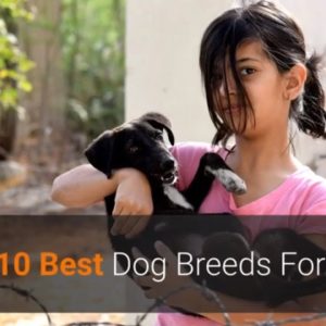 🐕 dogs for kids – list of top 10 best dog breeds for kids in the world 2020!