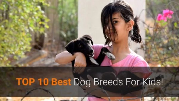 🐕 dogs for kids – list of top 10 best dog breeds for kids in the world 2020!