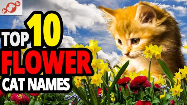 🐈 flower cat name ideas 2022 🌷 top 10 flower cat names for male and female!