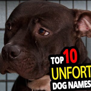 🐕 top 10 unfortunate dog names for male & female unfortunate dog name ideas 2020!