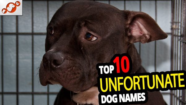 🐕 top 10 unfortunate dog names for male & female unfortunate dog name ideas 2020!