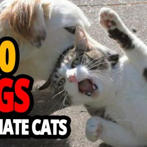 🐕 worst dogs for cats top 10 dog breeds that hate cats!