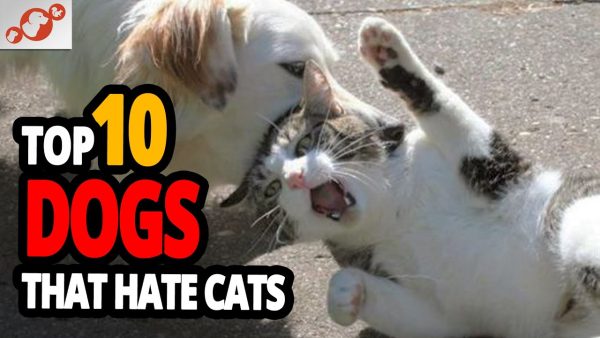 🐕 worst dogs for cats top 10 dog breeds that hate cats!