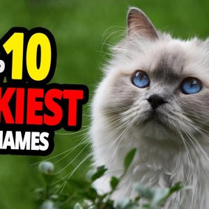 🐈 lucky cat name ideas top 10 luckiest cat names!