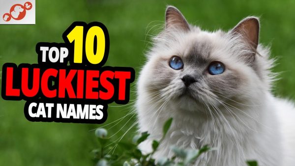 🐈 lucky cat name ideas top 10 luckiest cat names!