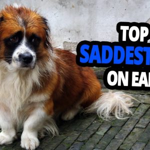 🐕 top 6 saddest dogs on earth – try not to cry!