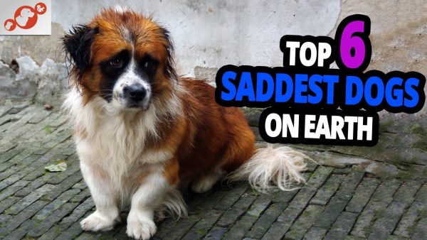 🐕 top 6 saddest dogs on earth – try not to cry!