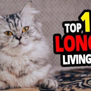 🐈 all cats lifespan top 100 longest living cat breeds! #1