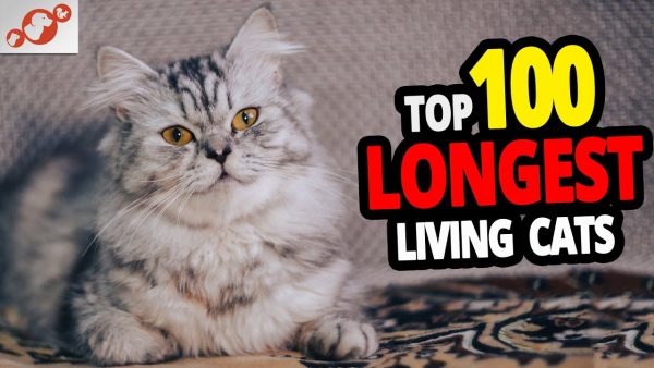 🐈 all cats lifespan top 100 longest living cat breeds! #1