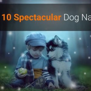 top 10 spectacular dog names for males & females 🐕 (unique dog name ideas)