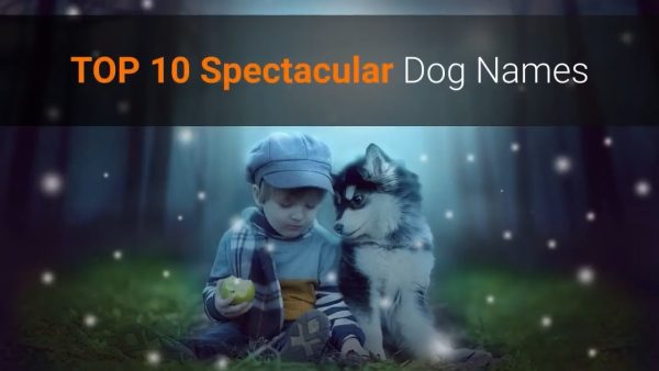 top 10 spectacular dog names for males & females 🐕 (unique dog name ideas)