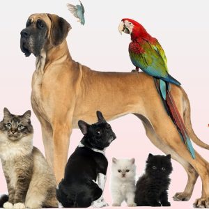 🐾 unique pet name top 10 unique pet names for male and female