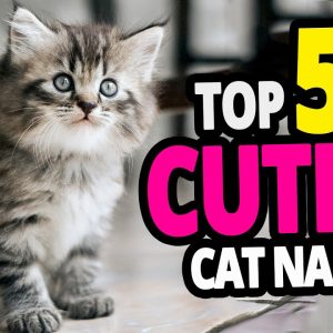 🐈 top 50 cutest cat names for females! (cuteness contest)