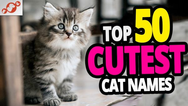 🐈 top 50 cutest cat names for females! (cuteness contest)