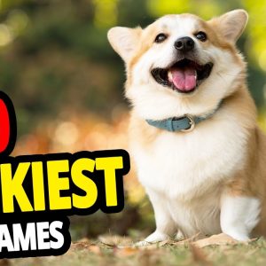 🐕 top 10 luckiest dog names for male & female lucky dog name ideas 2020!