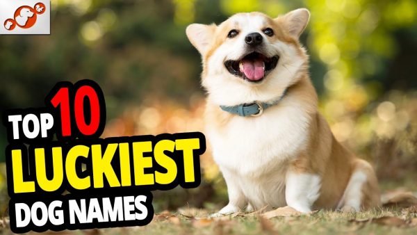 🐕 top 10 luckiest dog names for male & female lucky dog name ideas 2020!