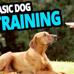 🐕 basic dog training – top 10 essential commands every dog should know!