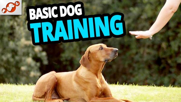 🐕 basic dog training – top 10 essential commands every dog should know!