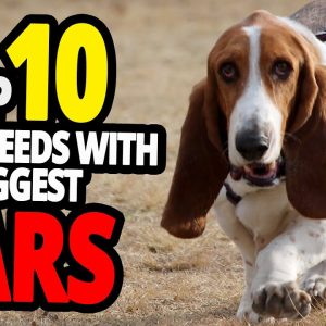 🐕 dogs with the biggest ears top 10 dog breeds with the biggest ears in the world!