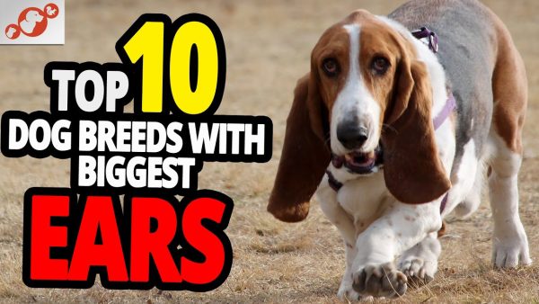 🐕 dogs with the biggest ears top 10 dog breeds with the biggest ears in the world!