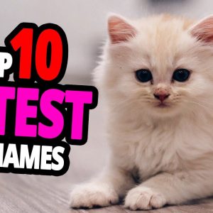 🐈 cutest cat names top 10 cutest cat names for male & female!